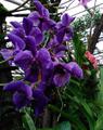 Orchidej fialová
