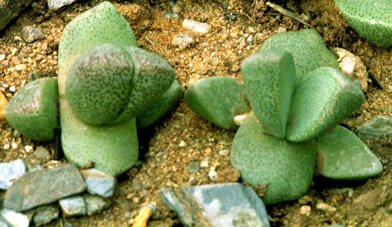 Pokojové rostliny živé kameny