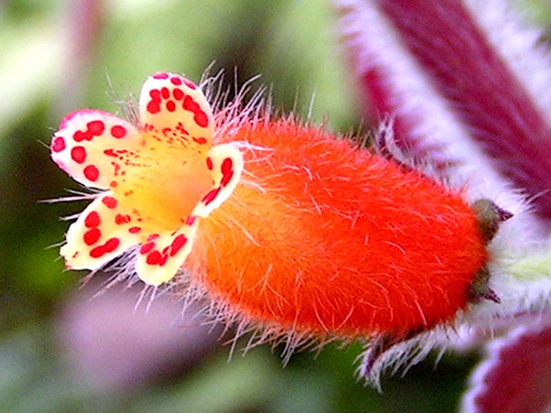 Kohleria detail