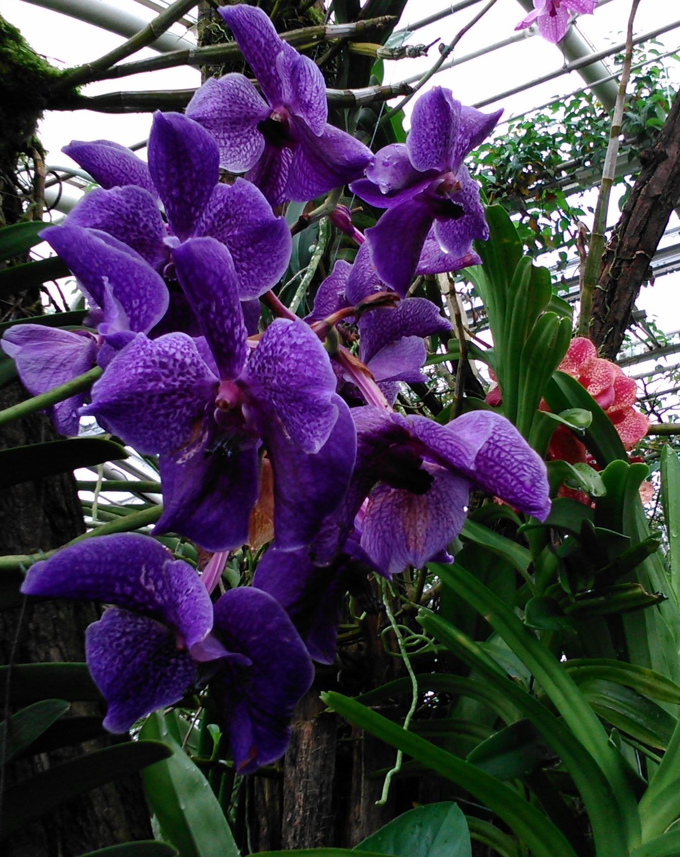 Orchidej fialová