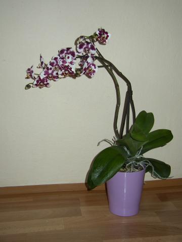 Pokojové rostliny Orchidea Phalaenopsis