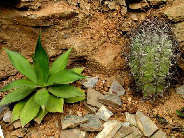 Pokojové rostliny suchomilné