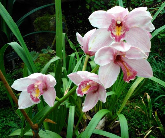 Orchideje Cymbidium