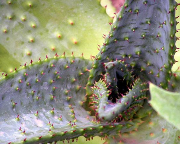 Pokojové rostliny Aloe