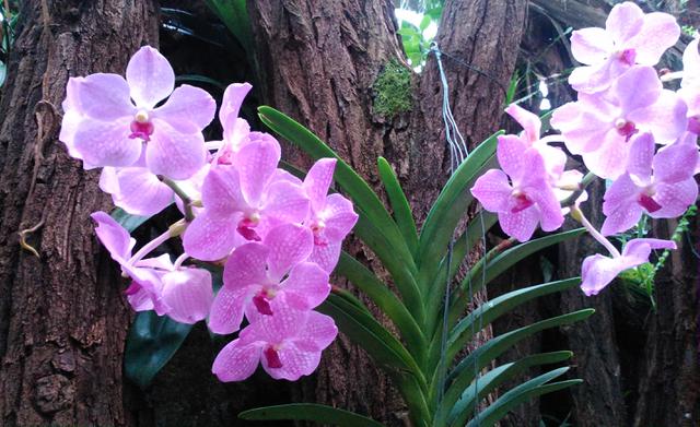 Orchideje na stromě