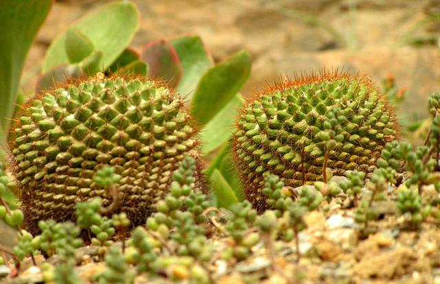 Pokojové rostliny kaktusy