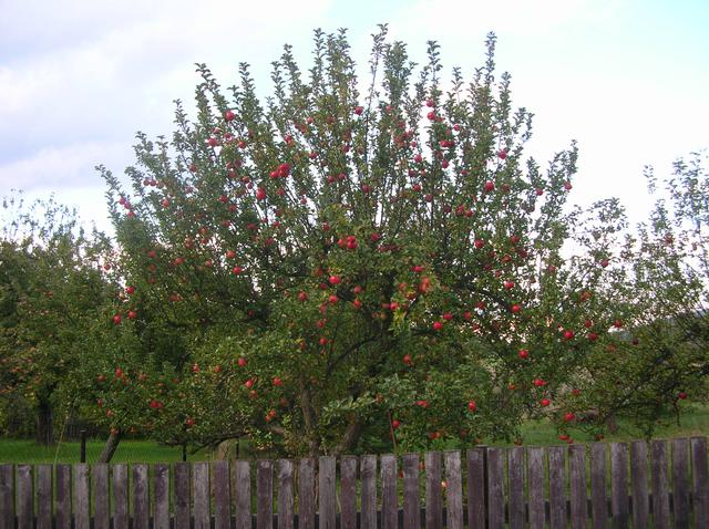 Podzimní jablka