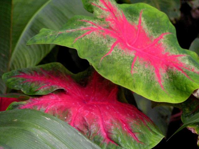 Pokojové rostliny Caladium