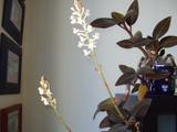 Orchidej ludisie