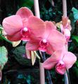 Orchidej Phalaenopsis růzová